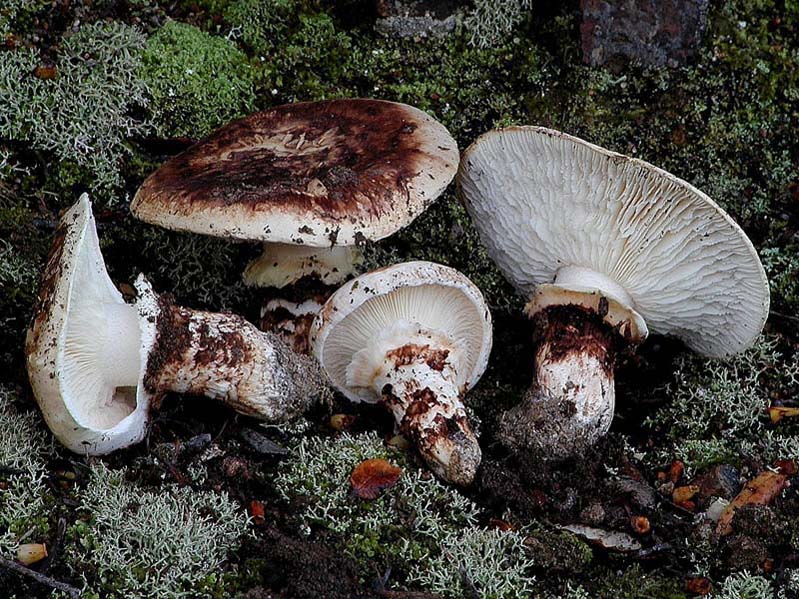 I Miei Funghi (1�)
